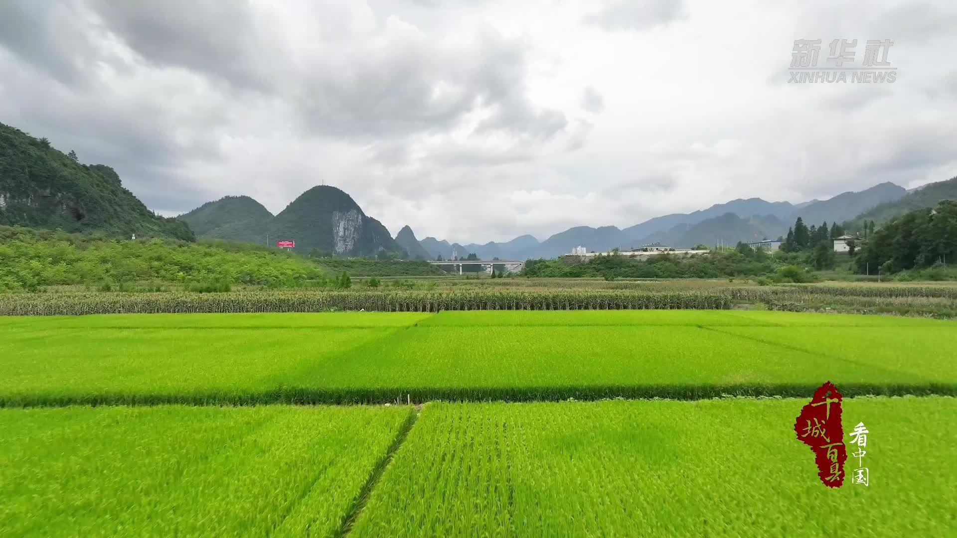 千城百县看中国｜这一抹稻田青青，绝美