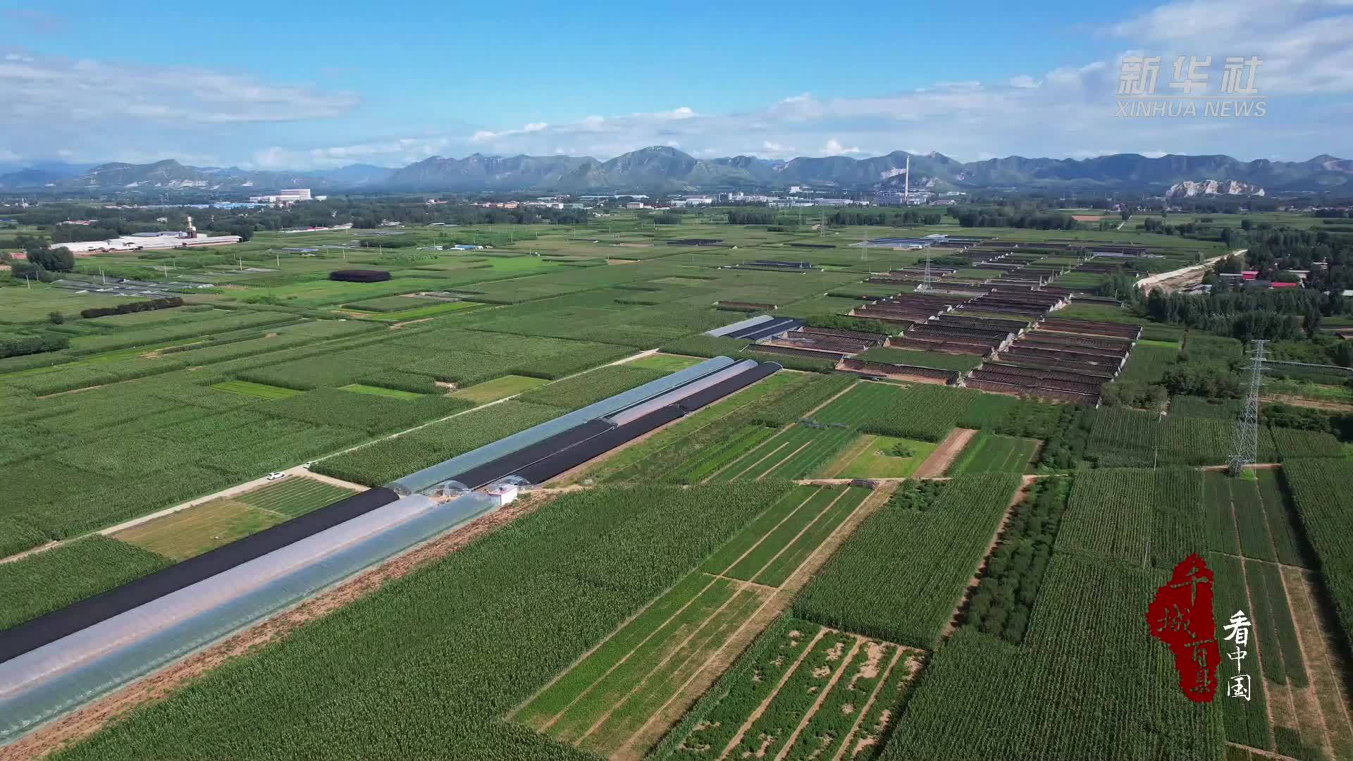 千城百县看中国｜河北顺平：葡萄丰收香满园 拓宽农民致富路