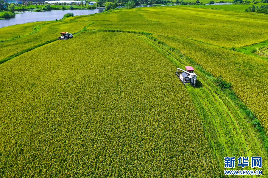 8月11日，在河南省信阳市光山县罗陈乡张楼村青龙河合作社，社员正在抢收头茬再生水稻。