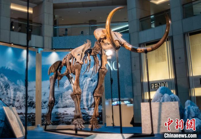 香港中环展出1.2万年前猛犸化石
