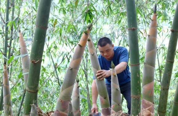 广东英德西牛麻竹笋“圈粉”海内外