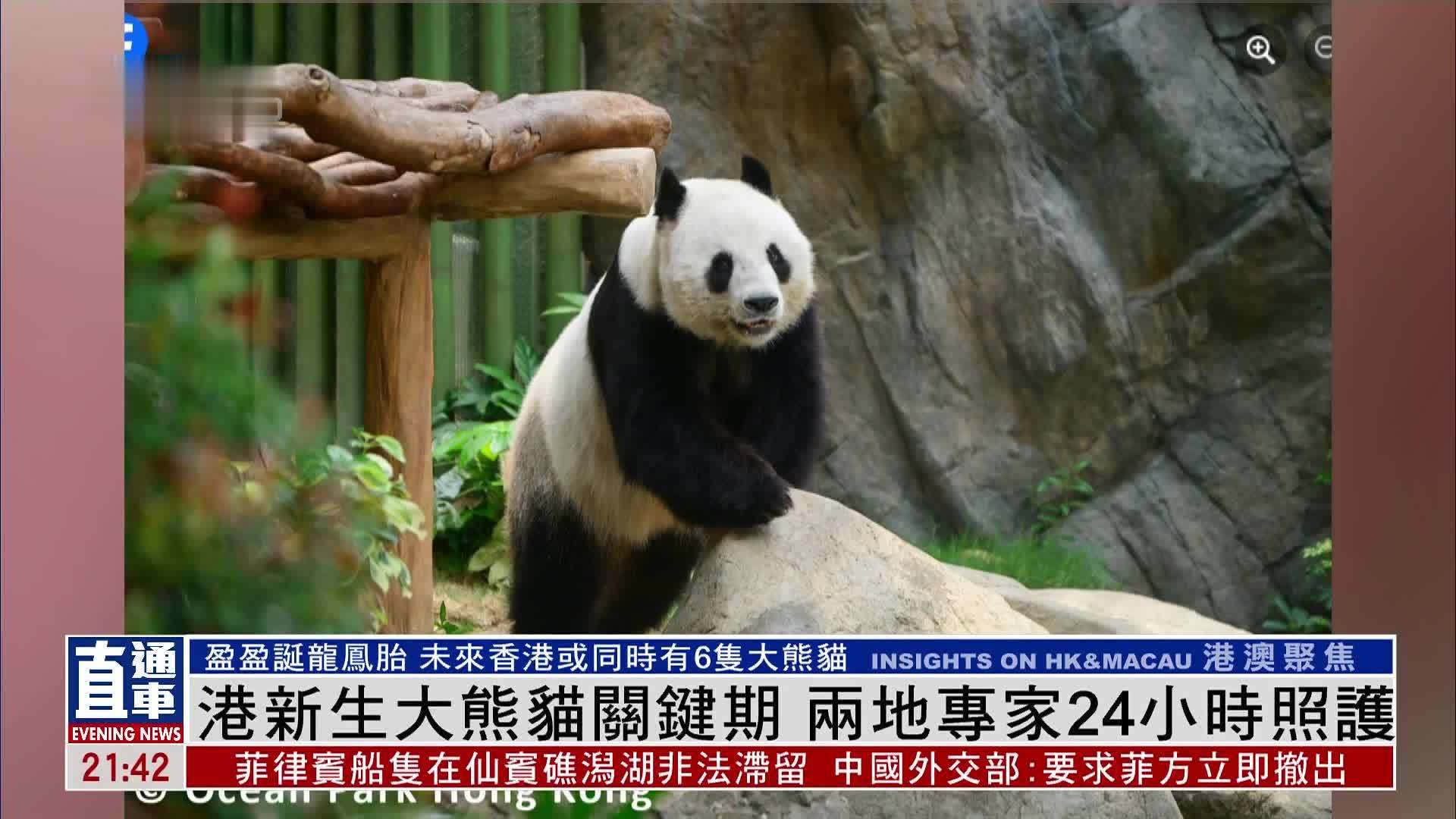 香港新生大熊猫关键期 两地专家24小时照护