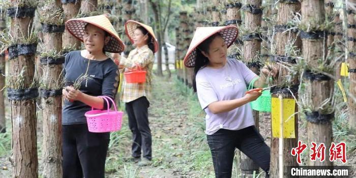 正在采摘石斛的村民。龙南市融媒体中心供图