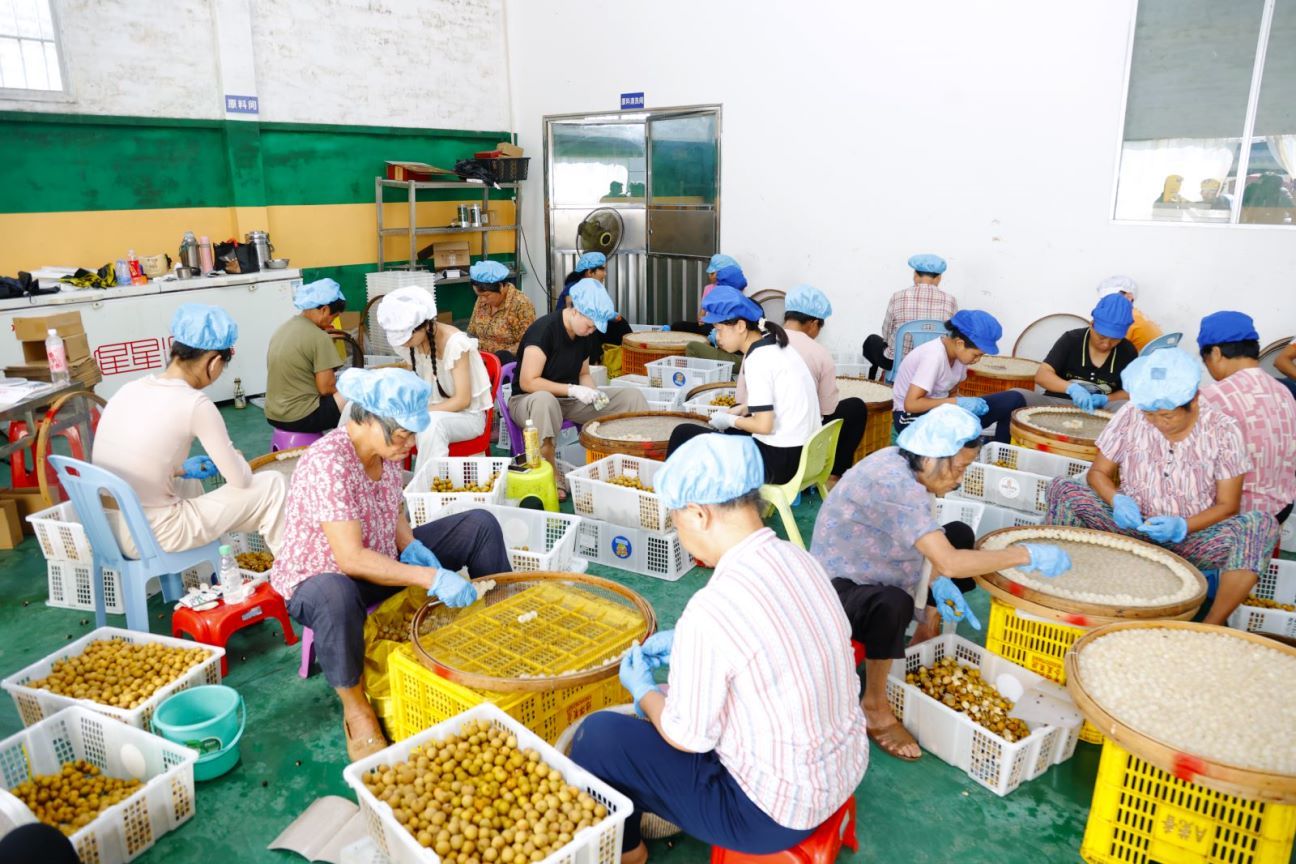 高州龙眼产业实现“大发展”