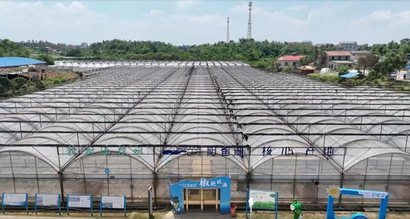 ▲阳雀湖公司的樟树港辣椒种植大棚。摄影丨周翼