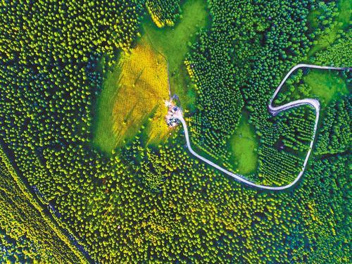 近日拍摄的塞罕坝机械林场。 李术凡摄