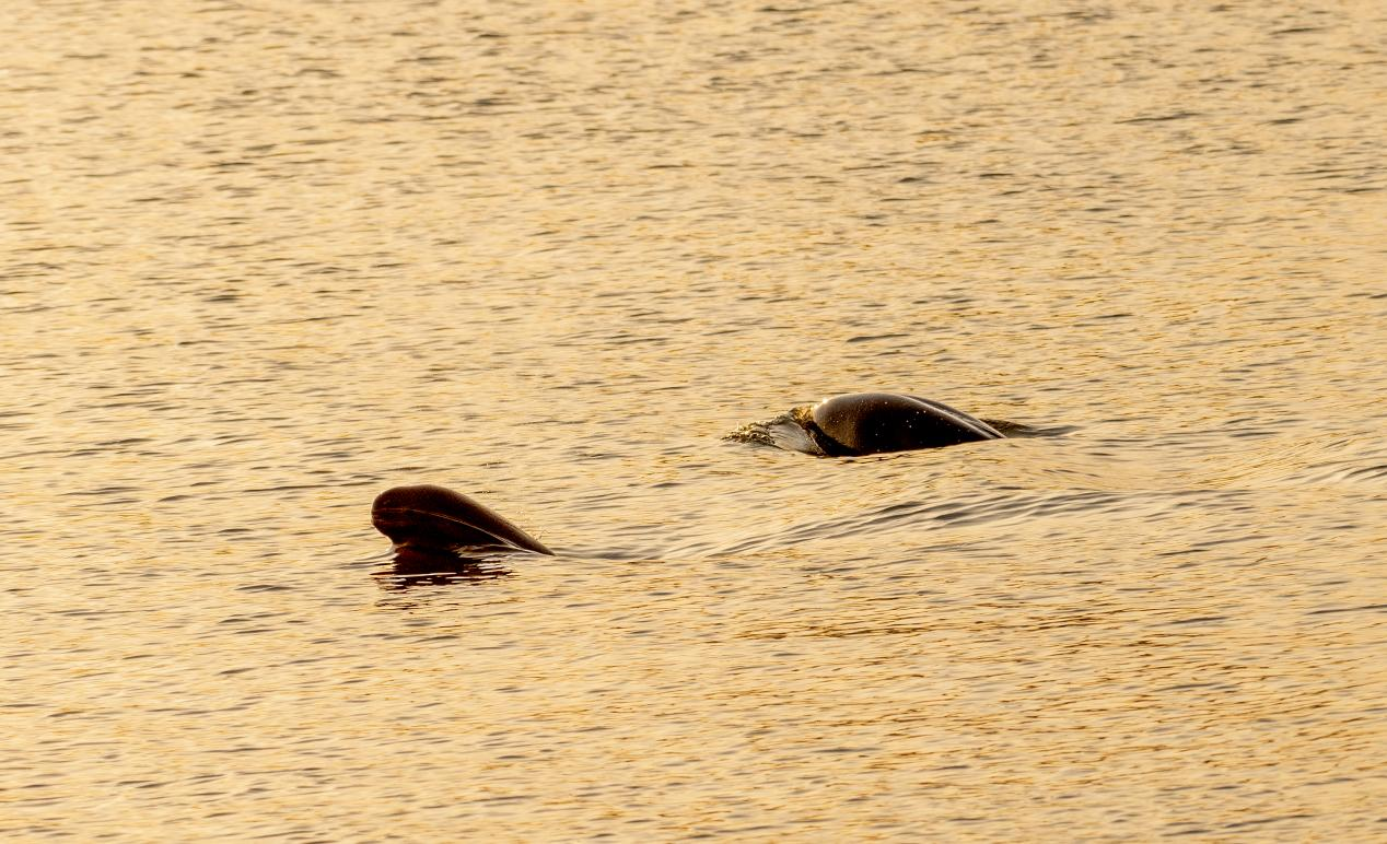 ▲扬子洲水域长江江豚在嬉戏