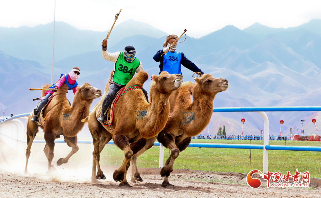 8月14日，2024年中国丝路大赛马——肃南裕固族自治县赛马会举行，骑手们身着民族节日盛装驾驭着486匹骏马、72峰骆驼在赛场上进行速度赛马、走马、赛骆驼等民族体育运动比赛。