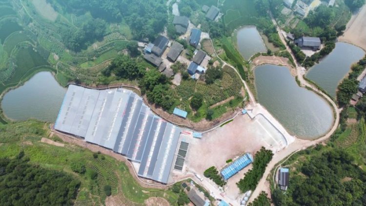 荣昌猪养殖场。