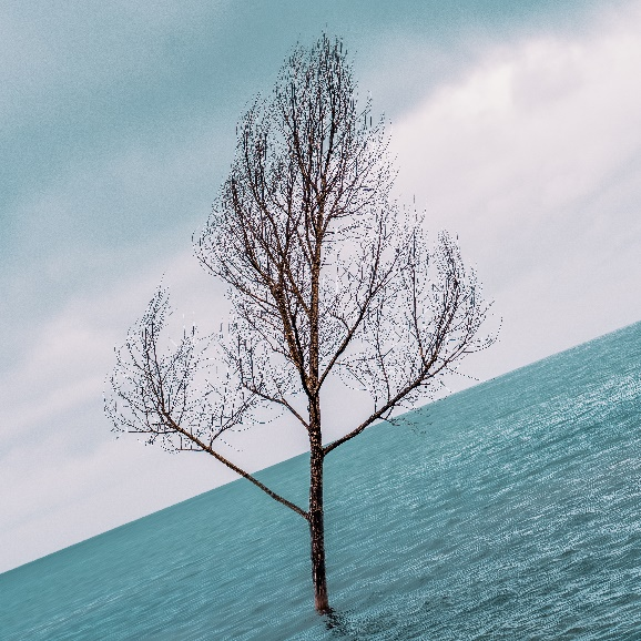 青海湖的一棵孤树