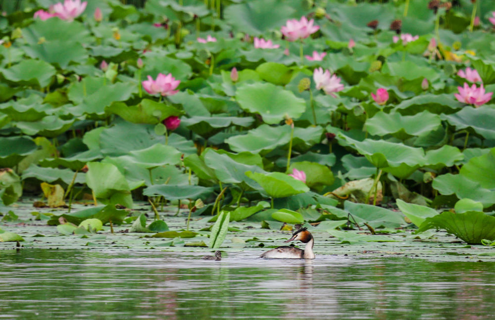 在衡水湖国家级自然保护区内，成年凤头䴙䴘带领幼鸟栖息觅食。 新华社记者 任丽颖 摄