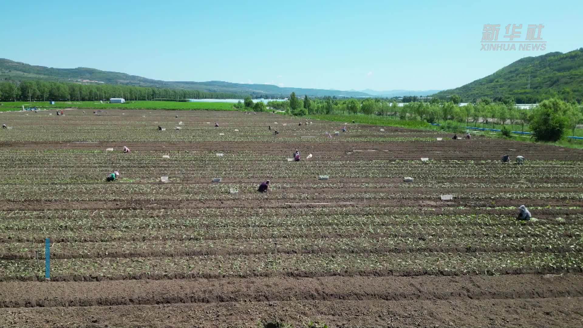 宁夏隆德：发展冷凉蔬菜产业 助力乡村振兴