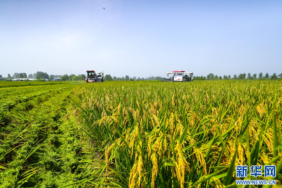 8月11日，在河南省信阳市光山县罗陈乡张楼村青龙河合作社，社员正在抢收头茬再生水稻。