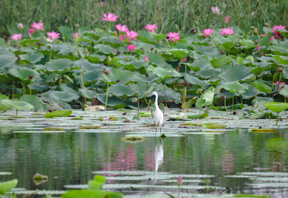在衡水湖国家级自然保护区内，一只今年出生的小白鹭在荷叶上栖息。 新华社记者 任丽颖 摄