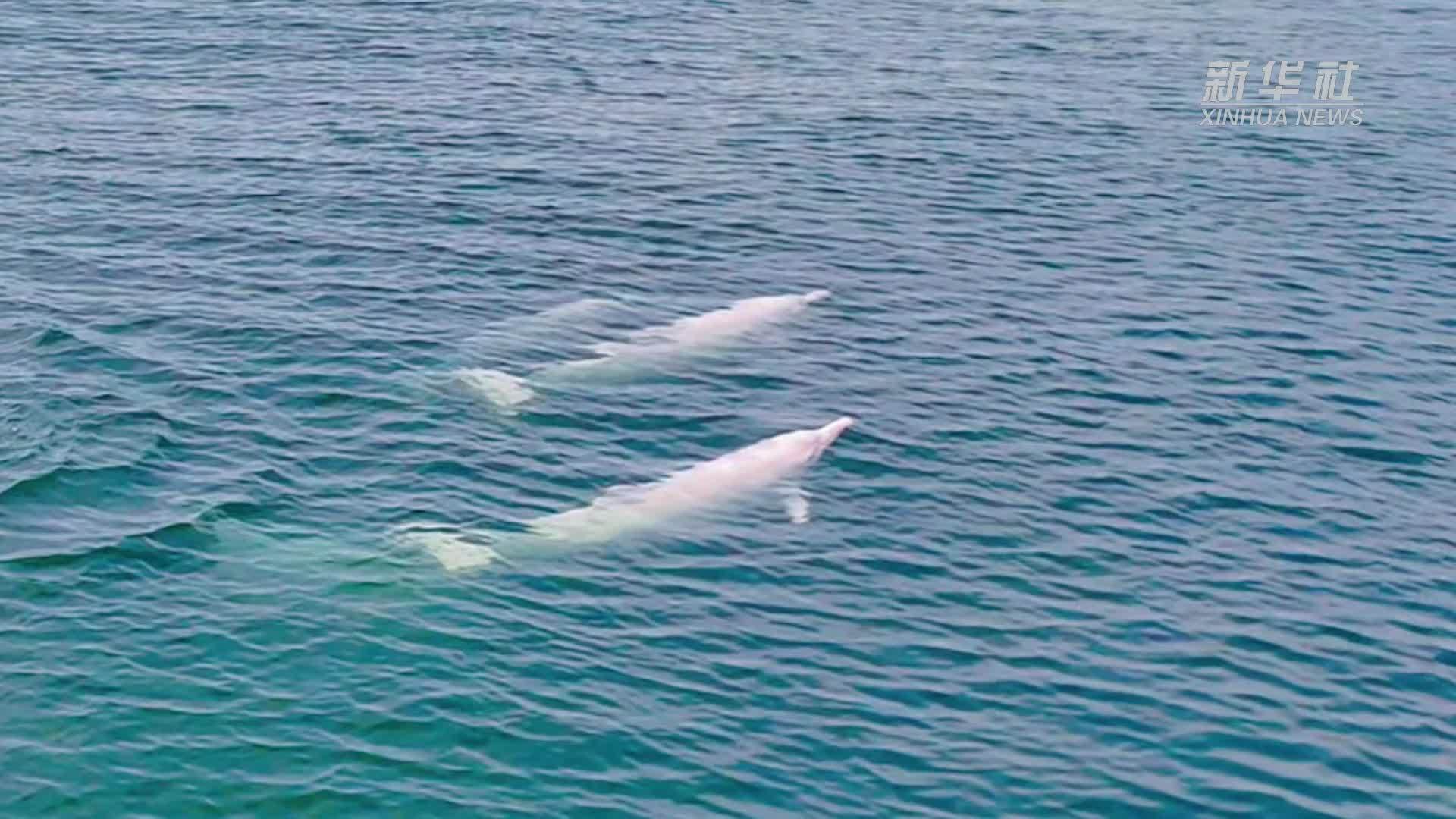 成群中华白海豚遨游广东雷州湾