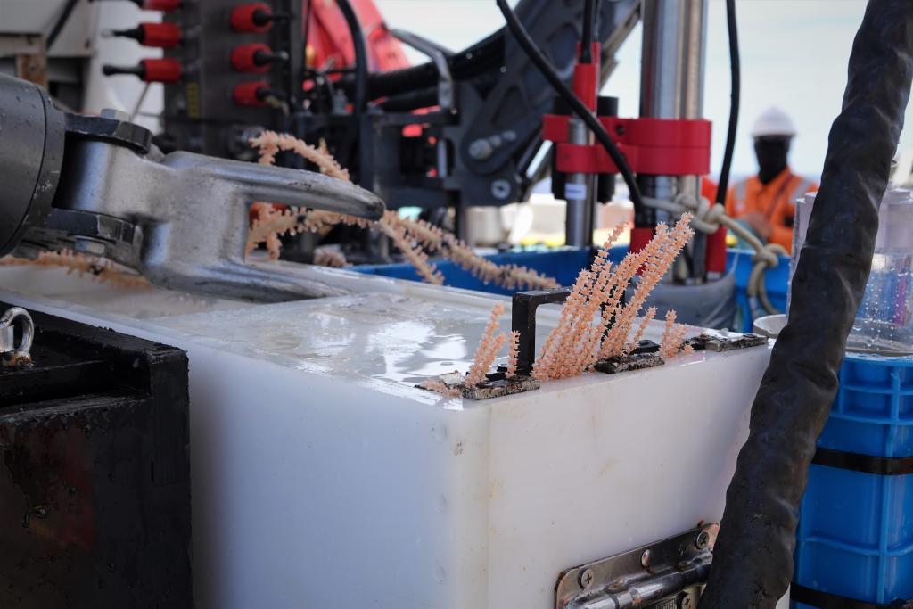 “蛟龙号”采集的冷水珊瑚样品。新华社记者王聿昊 摄