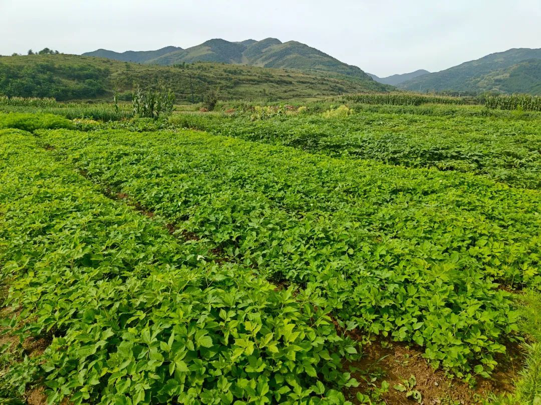 手持金“药”匙　华亭村民打开致富门