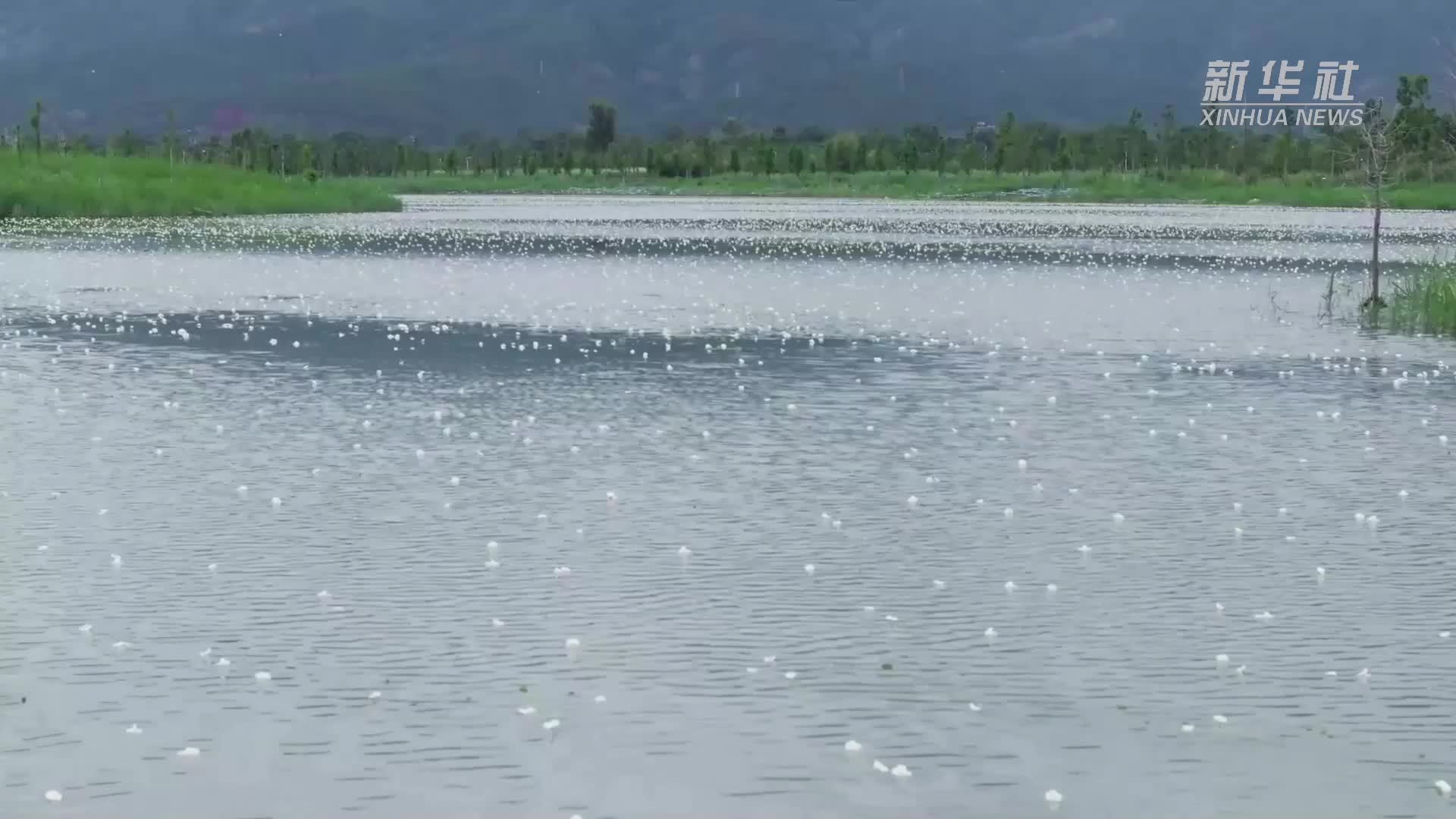 高质量发展调研行｜记者观察：从湖上小花看云南洱源生态致富新路径