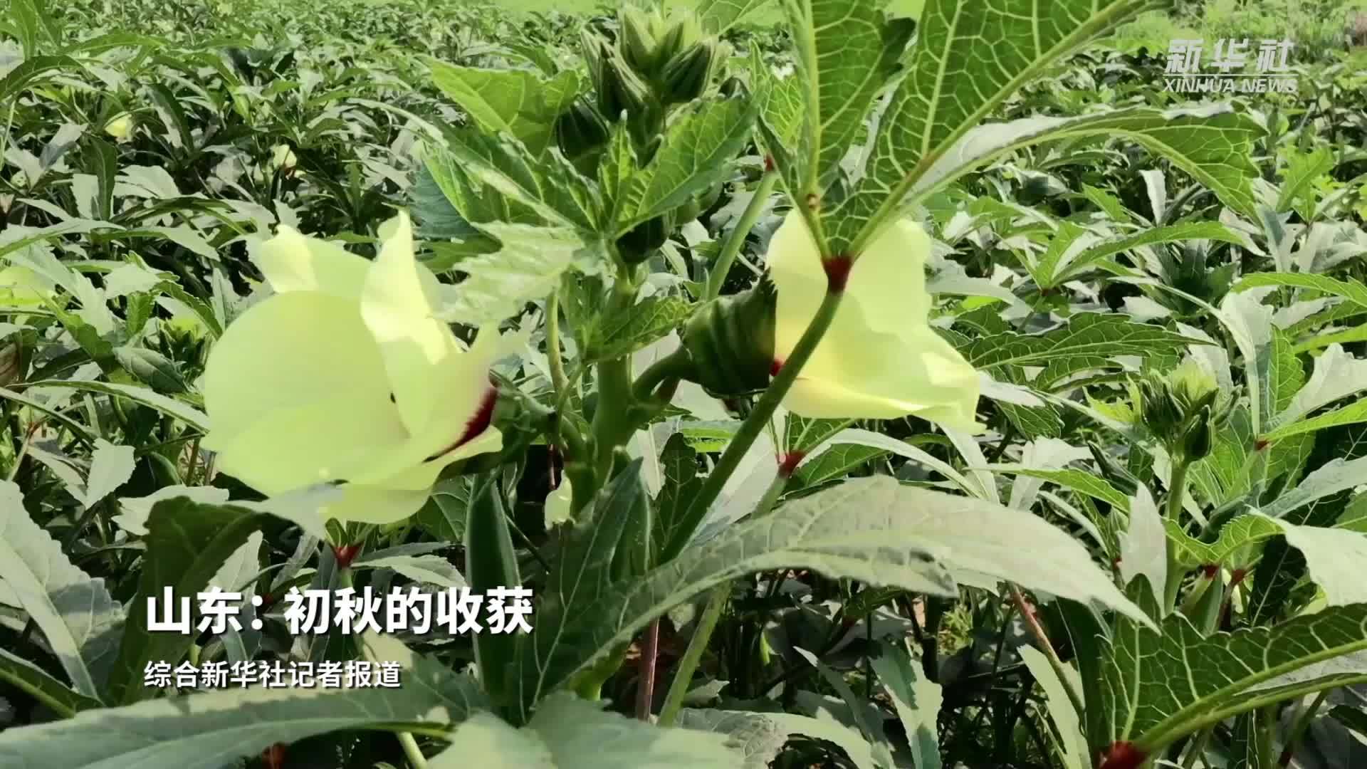 山东：初秋的收获