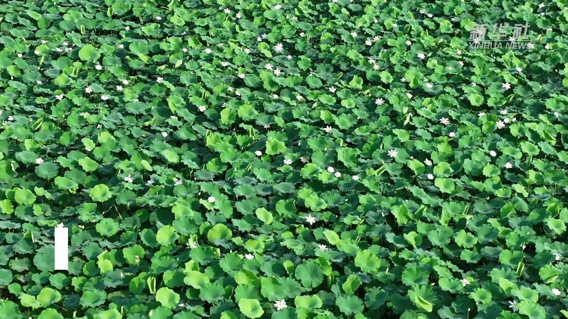 千城胜景｜河北隆尧：荷花灼灼美乡间