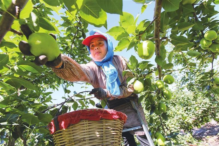 初秋，嘉峪关市文殊镇丰源农业科技示范园的近两千亩戈壁早酥梨喜获丰收，果农们忙着采摘、分拣、装箱、储存。新甘肃&middot;甘肃农民报通讯员　马玉福