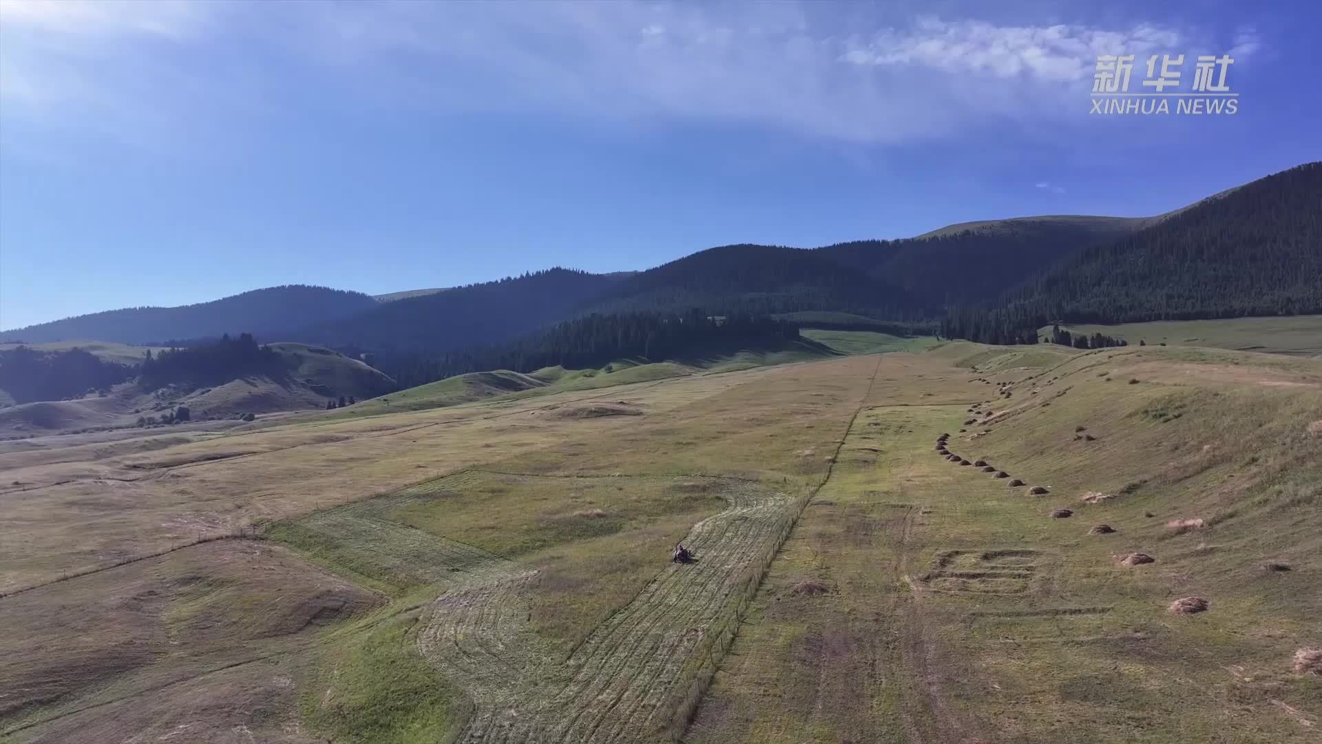 新疆昭苏：草场开镰“丰”景美如画