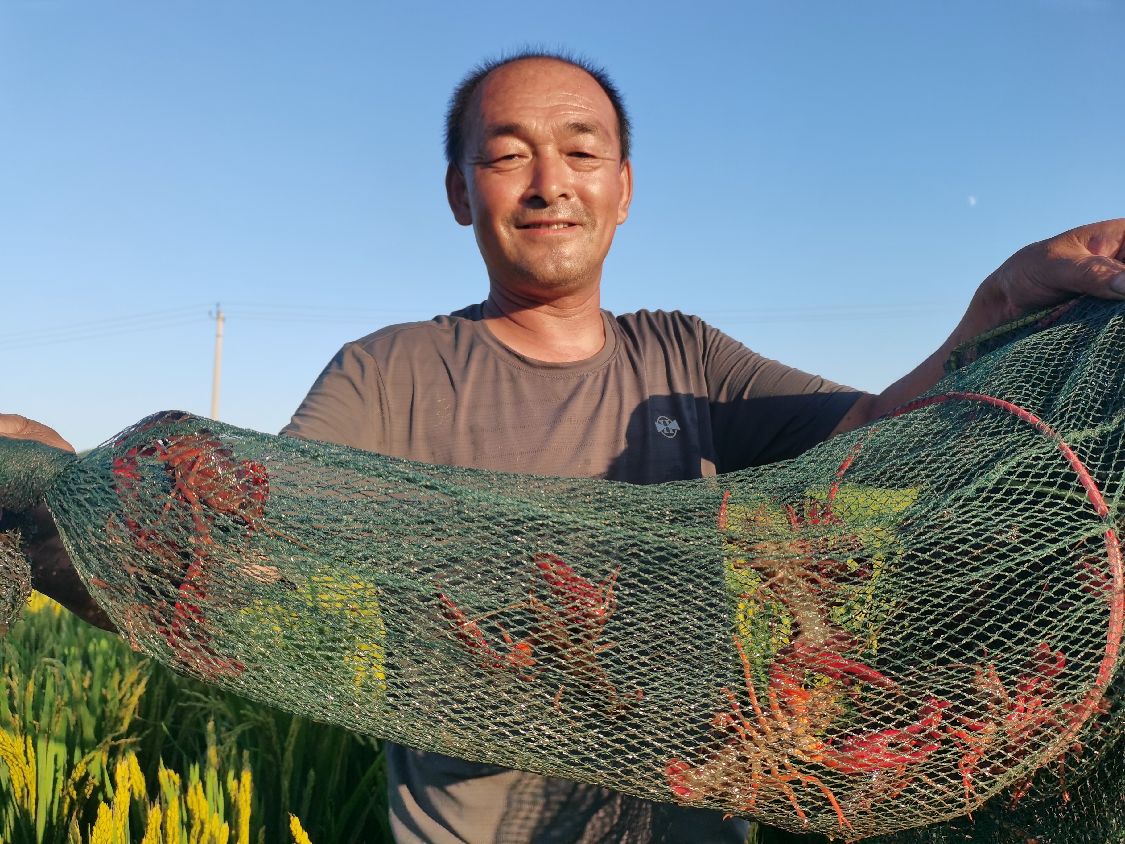 即将成熟的小龙虾
