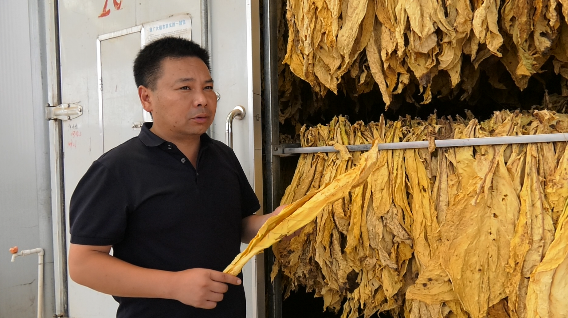 贾二帅介绍烤成的烟叶 李亚丹 摄