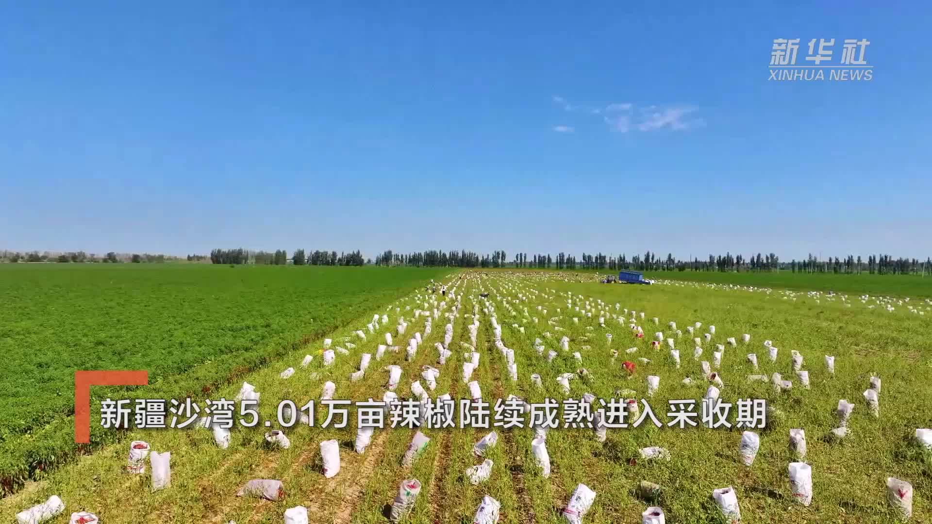 新疆沙湾5.01万亩辣椒陆续成熟进入采收期