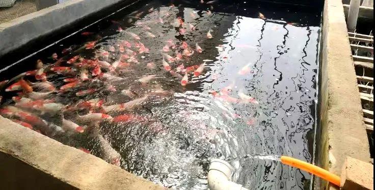 铜山：村里的直播间，有看头！