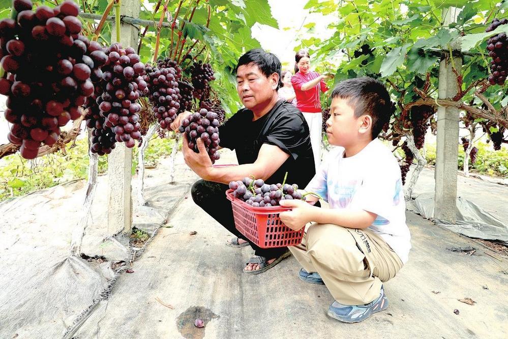 ②8月10日，在康县碾坝镇安家坝村玄麻湾村生态旅游观光采摘园里，十多座“夏黑”葡萄种植大棚里一串串成熟的葡萄挂满枝头，果农王益周正在帮助周末前来体验采摘的游客及市民采摘葡萄。黄培军　摄