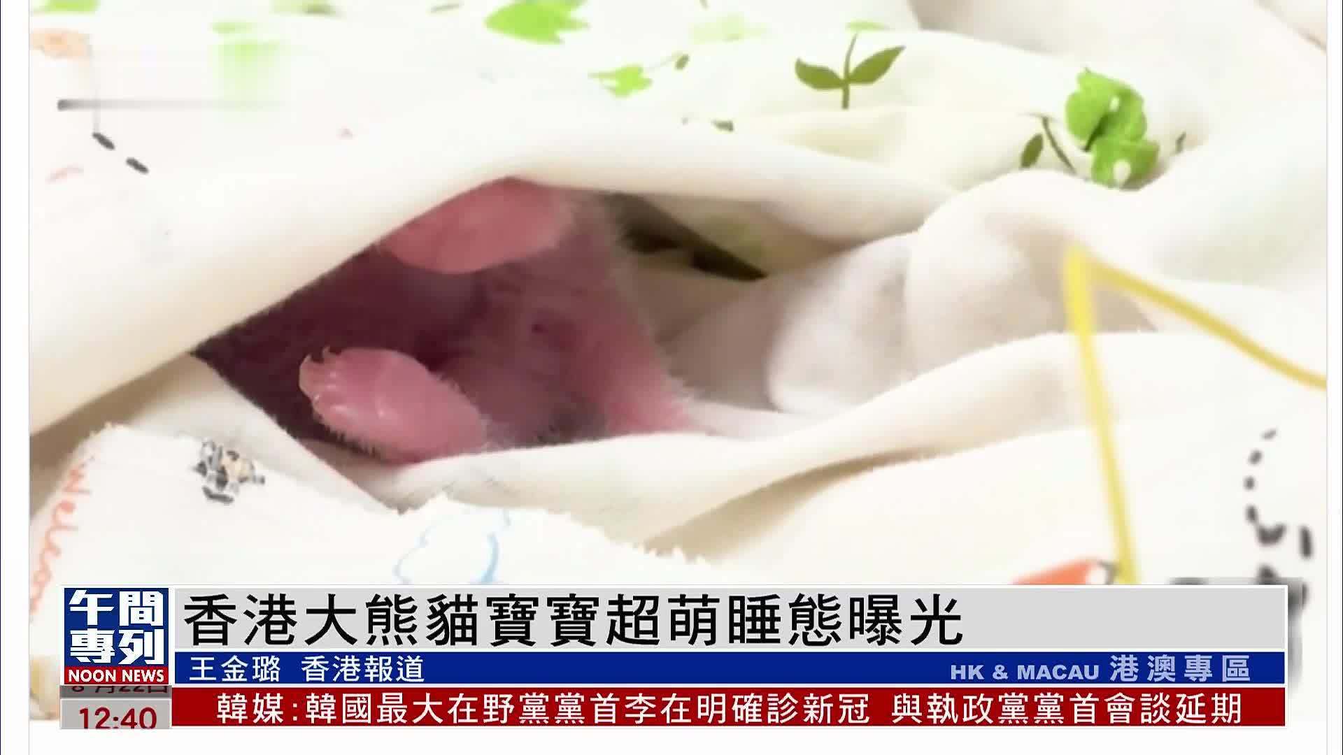 香港大熊猫宝宝超萌睡态曝光