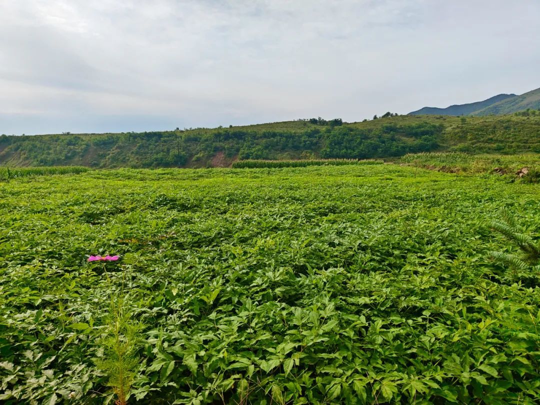 手持金“药”匙　华亭村民打开致富门