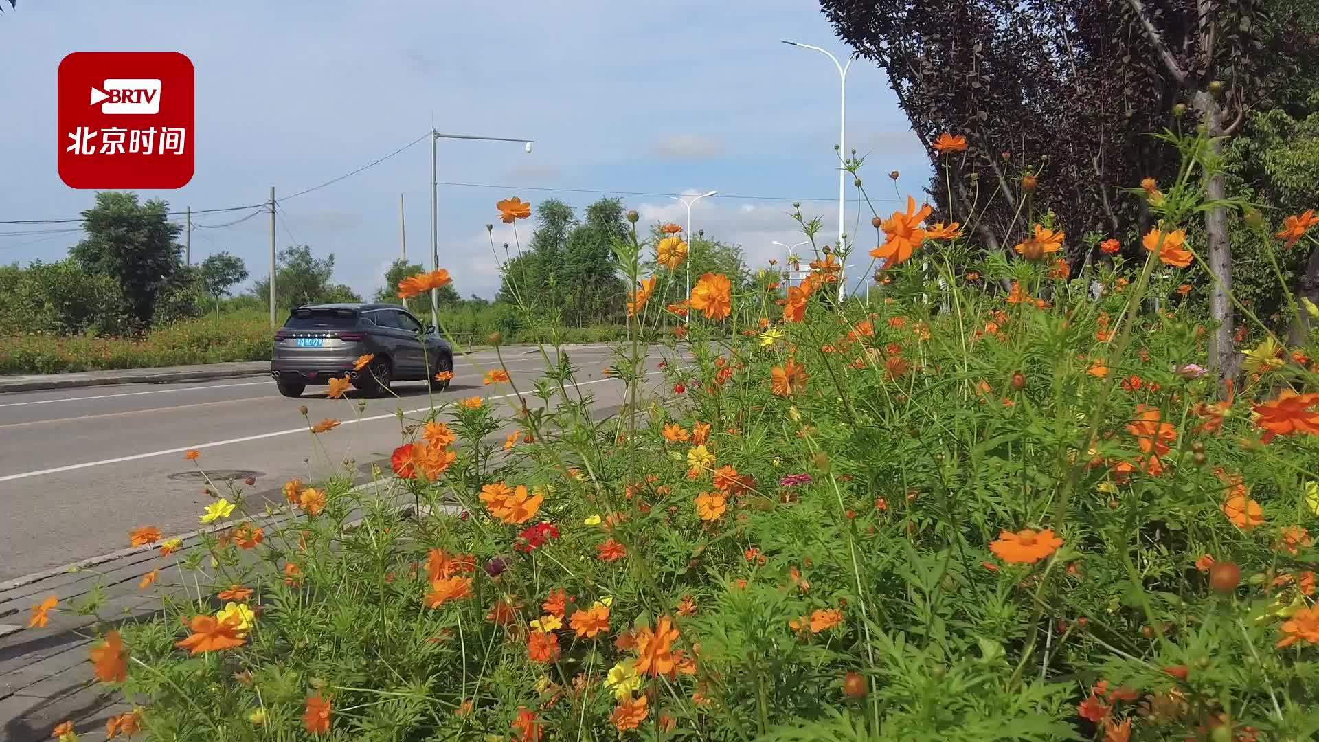 “鲜花大道”芬芳靓丽 乡村振兴片区建设初现成效