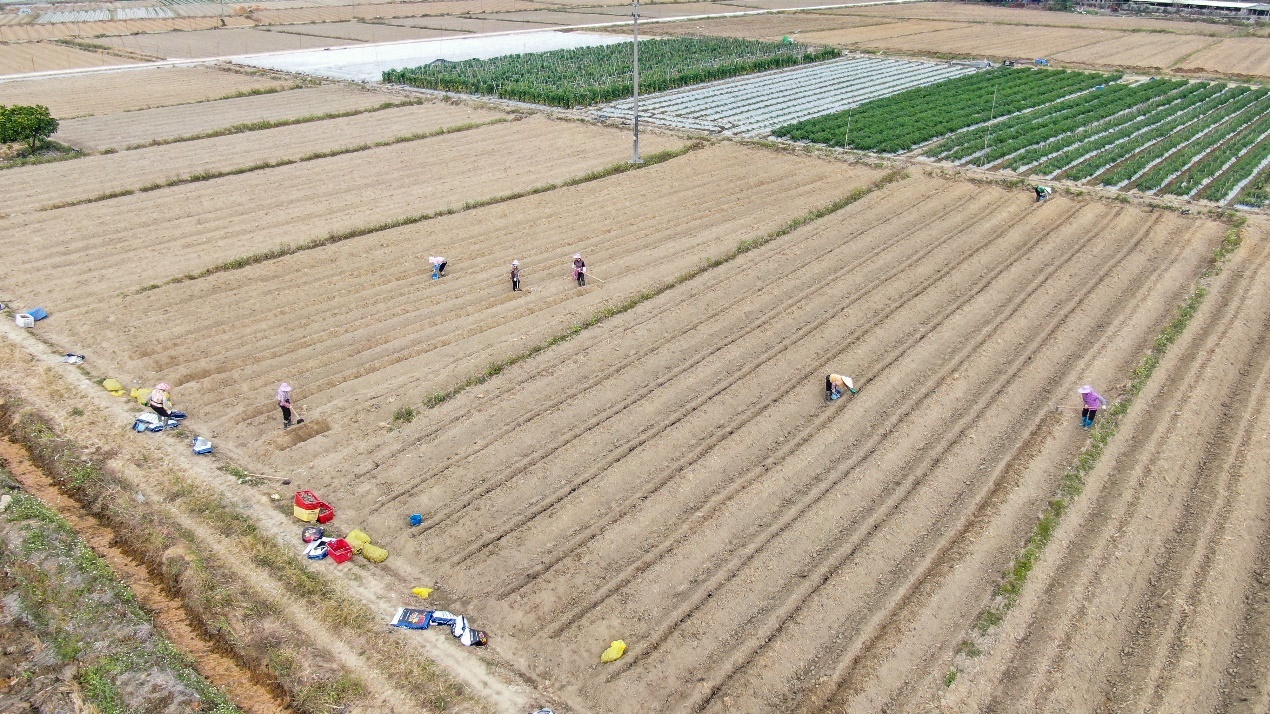 合作社种植魔芋带动周边村民就地务工