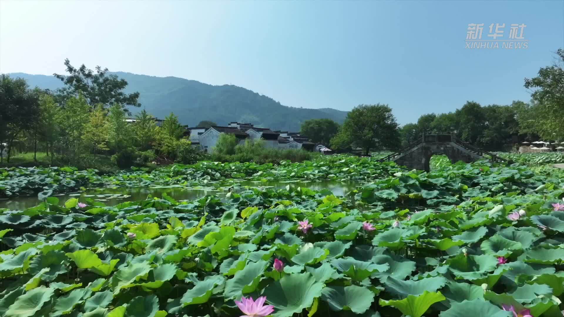 魅力山乡|安徽黄山：古村晒秋好“丰”景