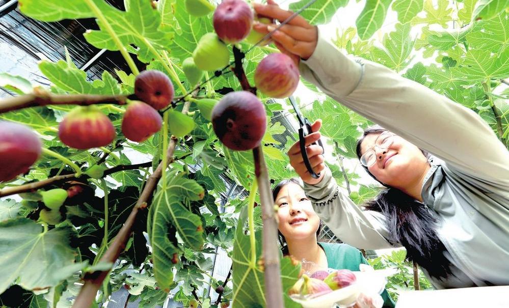 ③近日，位于祁连山北麓山脚下的临泽县鸭暖镇暖泉村富锶无花果种植基地内，游客在采摘富锶无花果。王将　张雪　张燕婕　摄