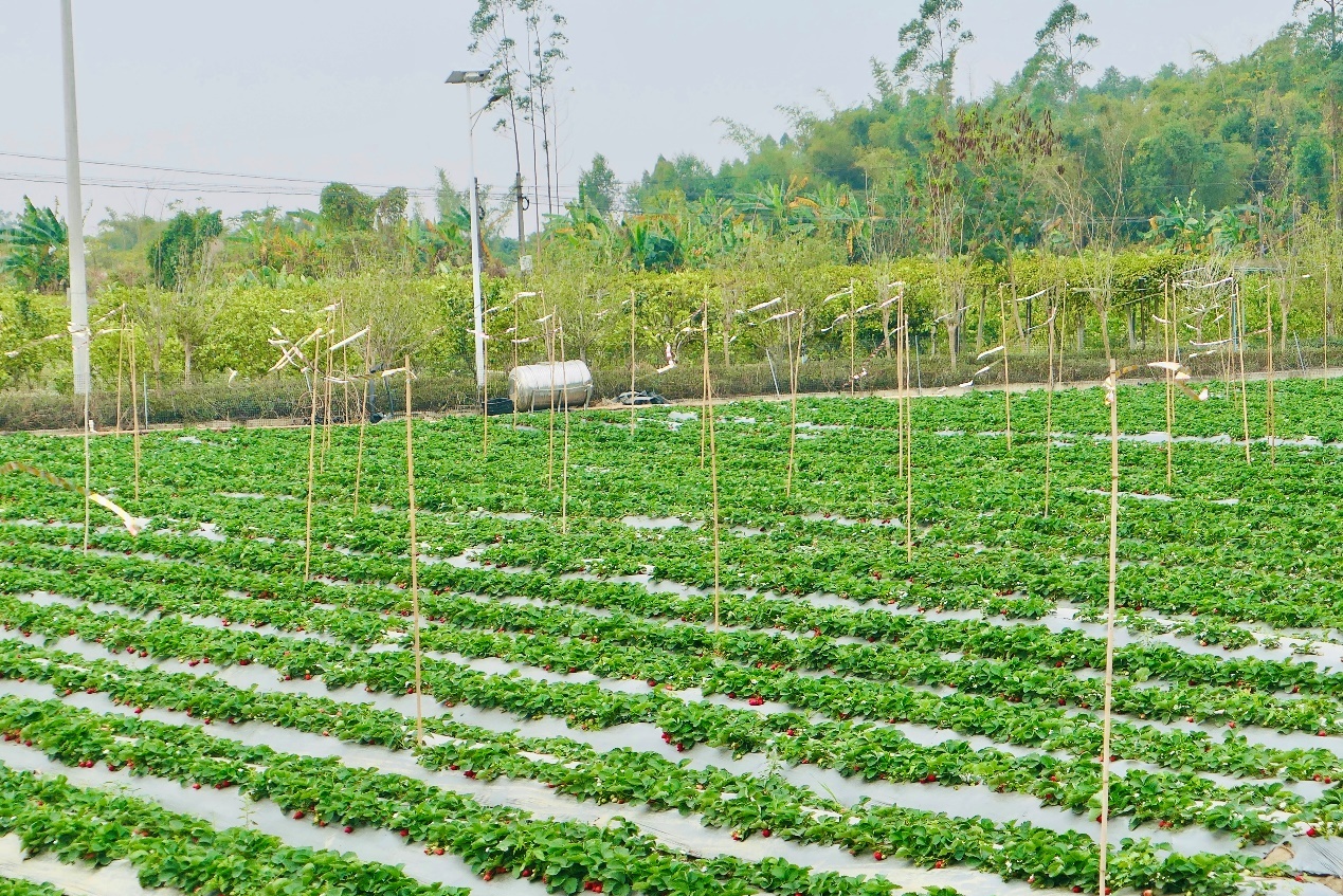 丰穗采摘园种植的草莓