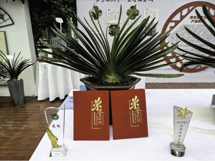 君子兰亮相农博会。 姜阔 摄