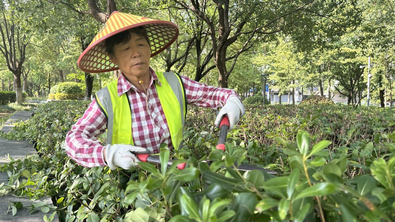 黄山屯溪：为绿化苗木“解暑降温”(图2)