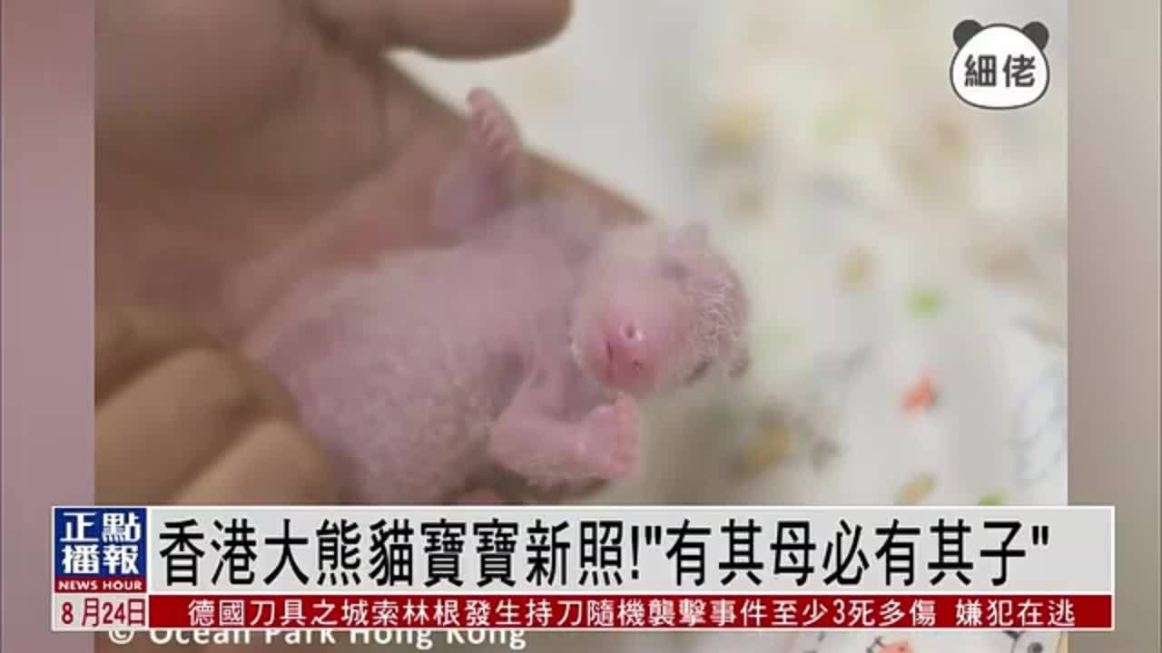 香港大熊猫宝宝新照“有其母必有其子”