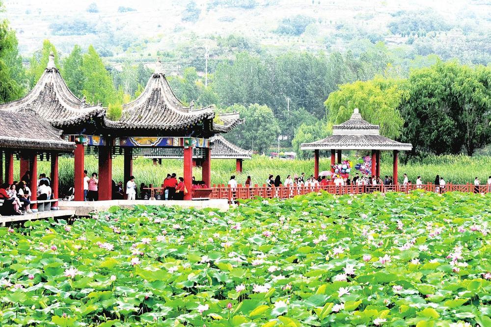 ①近日，初秋的国家AAAA级旅游景区西和县晚霞荷塘里荷花盛开，吸引众多游客前来观赏。马步虎　摄