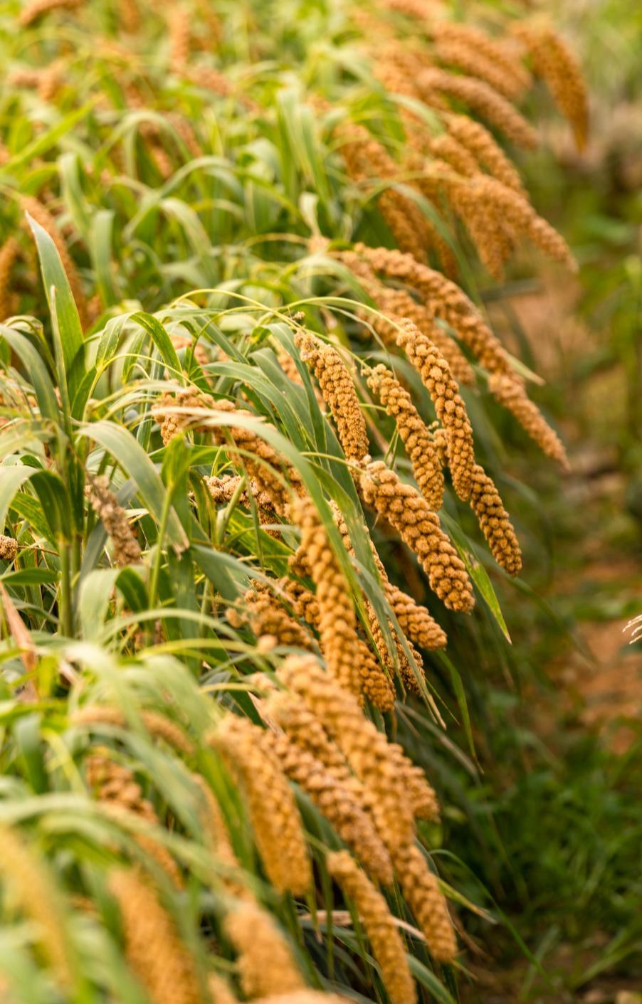 秋色如画好"丰"景