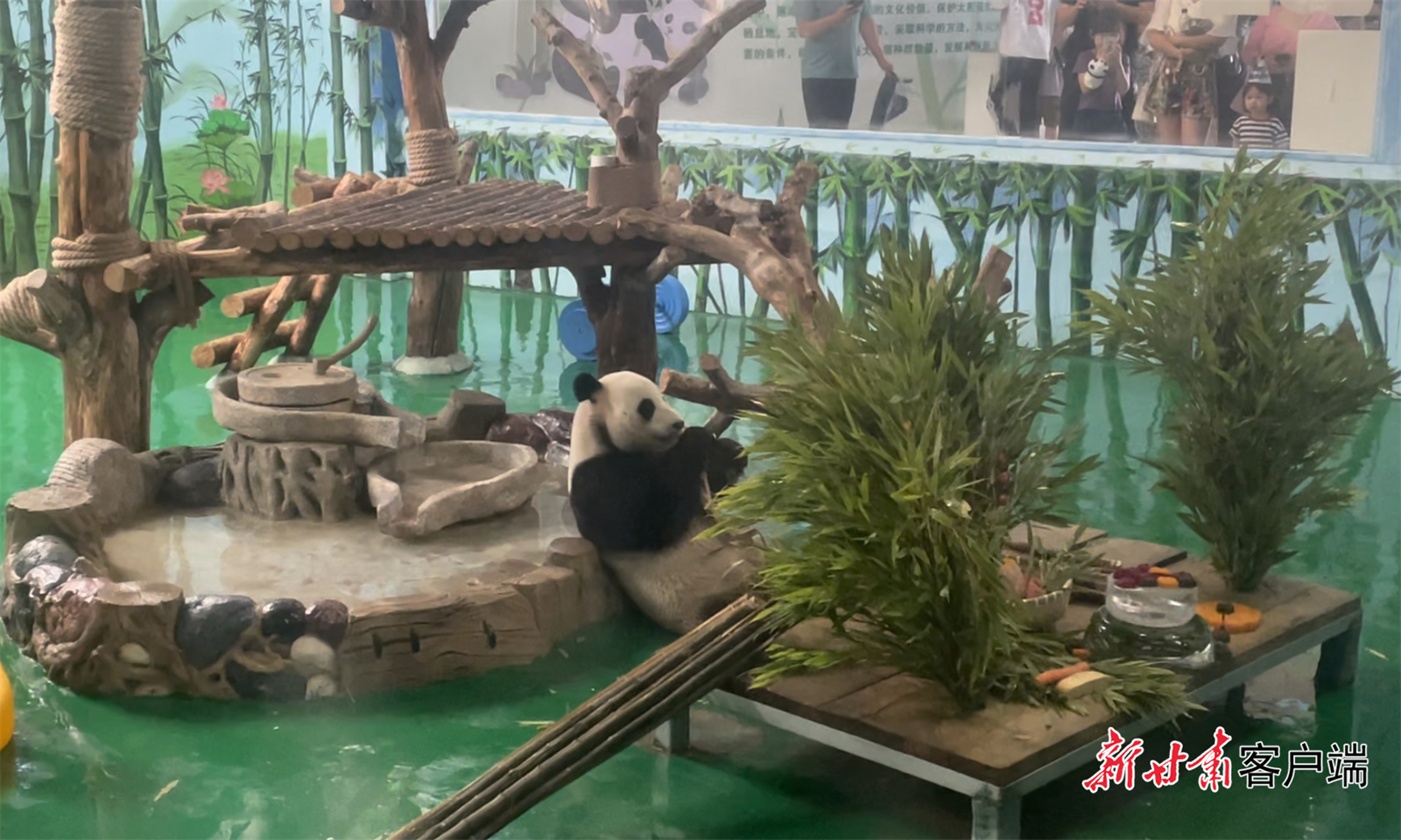 8月17日，兰州野生动物园为大熊猫集体庆祝生日。