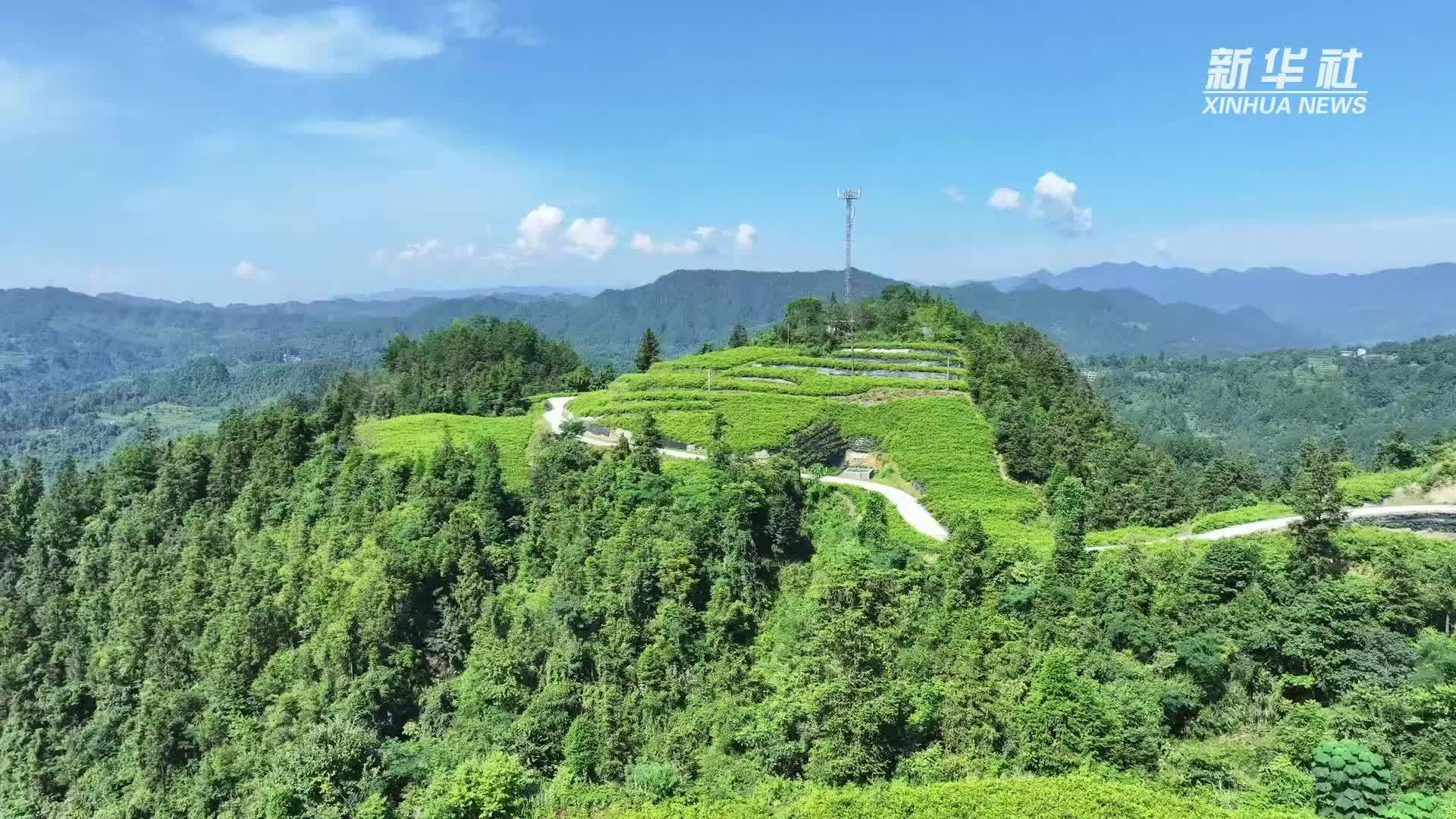 湖北恩施：“藤茶”出深山  铺就致富路