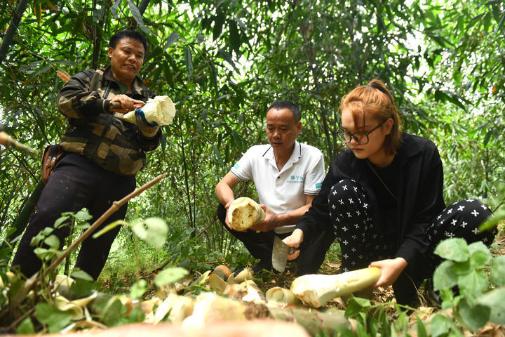 颜茜茜（右）和父亲颜建条（中）在竹笋种植基地采收竹笋（2024年7月23日摄）。29岁的颜茜茜是广西柳州市柳江区三都镇白见村的一名返乡创业青年。2021年，大学毕业后在机场工作了五年的她，决定辞职回到家乡创业。新华社记者　黄孝邦　摄