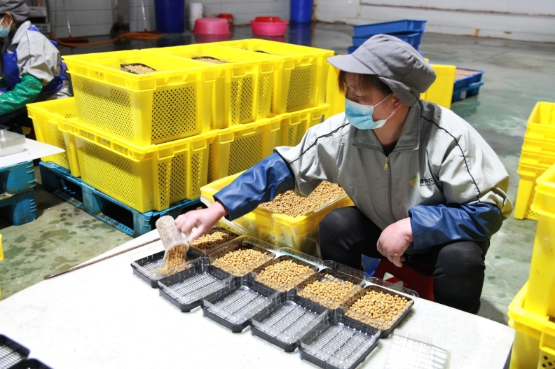 生产车间内，工人们正在将豆种分别装筐。