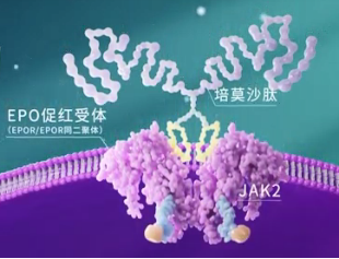 中國貧血日│一月一次就能改善腎性貧血？帶你認識一種全新機制的EPO模擬肽