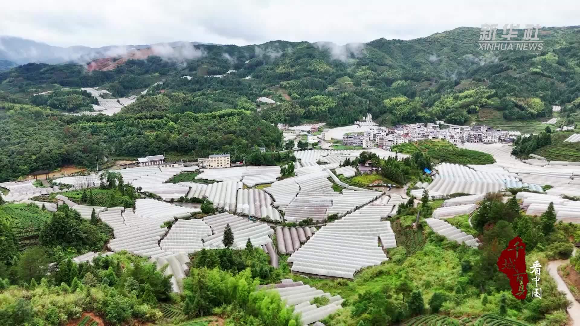 千城百县看中国｜福建寿宁：葡萄“串”起乡村致富路