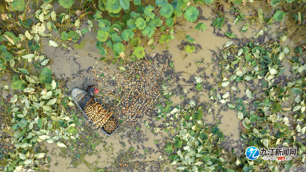 瑞昌：莲藕采收忙（图）